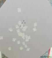 Walther | Carl PDP FS 5