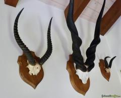 Riesen Eland (Taurotragus Derbianus) mit 2 andere Africa Trophaen