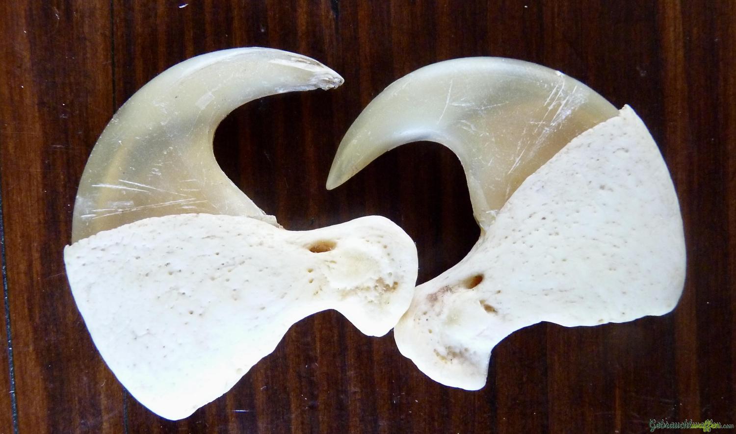 Löwe Krallen und Eckzahn — Bild 2