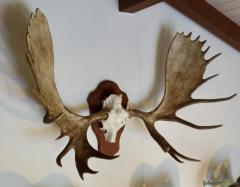 Alaska ELCH (Alce gigas)