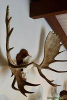 Alaska ELCH (Alce gigas)